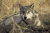 FILE PHOTO: An endangered gray wolf is pictured in this undated handout photo from the U.S. Fish and Wildlife Service.   U.S. Fish and Wildlife Service/Handout via Reuters/File Photo